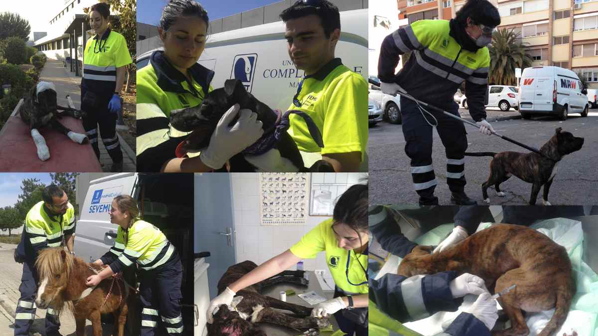 Servicio veterinario municipal de Madrid SEVEMUR atendiendo animales heridos y abandonados en la vía pública