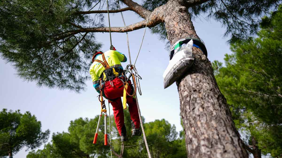 Operario retira nidos de oruga procesionaria en un pino de Madrid durante la campaña municipal en parques y zonas verdes