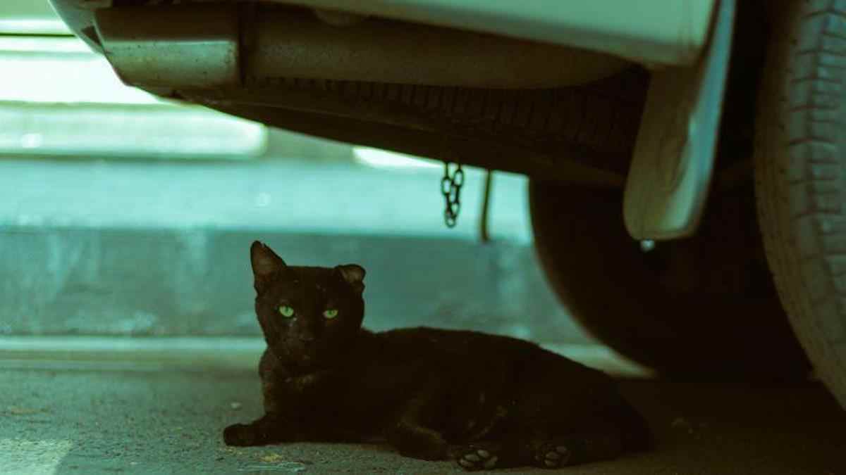 gato negro escondido bajo un coche en la calle, imagen relacionada con multa por abandonar un gato en Ciempozuelos
