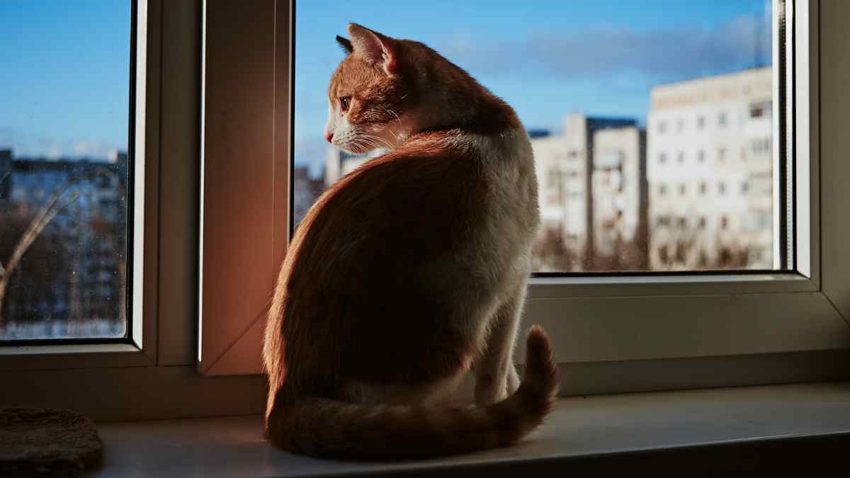 gato en ventana de terraza segun ley bienestar animal
