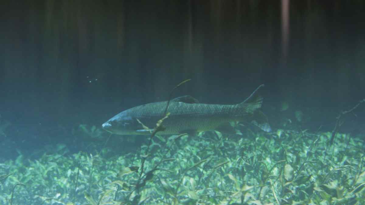 Barbo común nadando en un río de Madrid con bajo caudal durante la época de freza