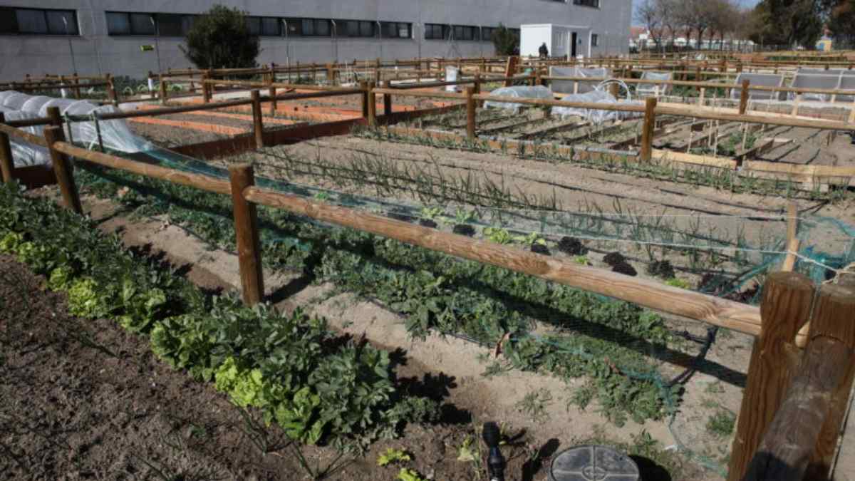 Huertos urbanos en Getafe con parcelas cultivadas del Sector III disponibles para vecinos