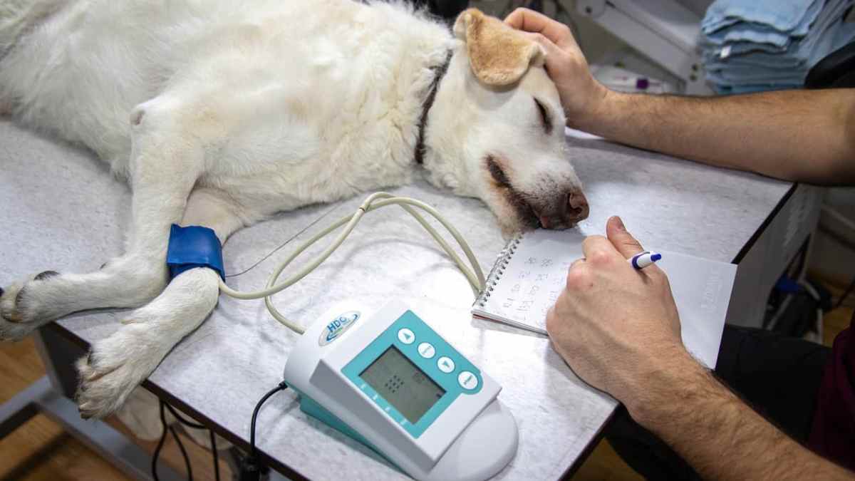 Perro en urgencia veterinaria atendido en clínica, caso relacionado con faltar al trabajo por cuidado de mascota