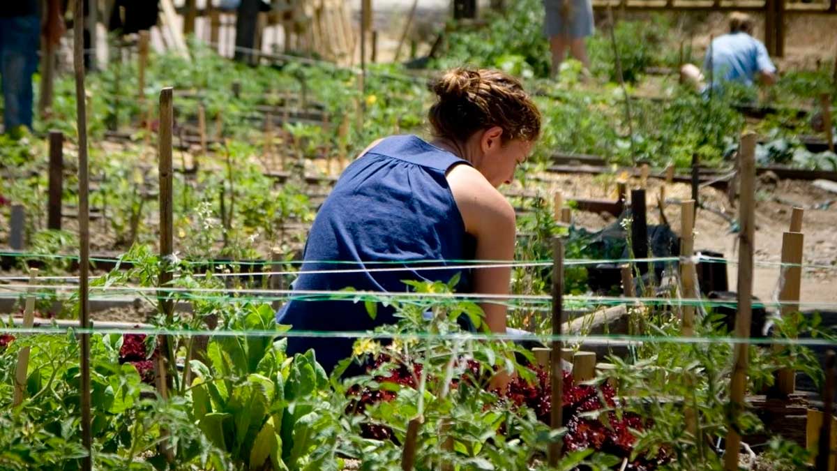 Persona trabajando en huertos urbanos de Madrid rodeada de plantas y cultivos