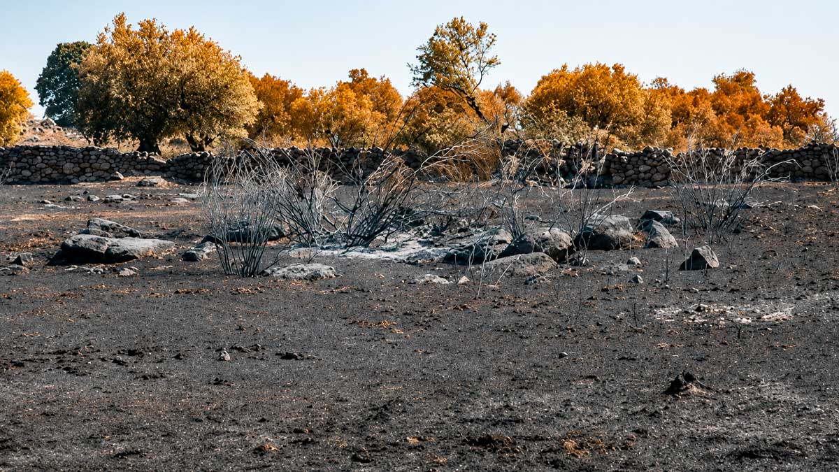 Terreno afectado por un incendio forestal durante el proceso de regeneración natural del suelo y la vegetación
