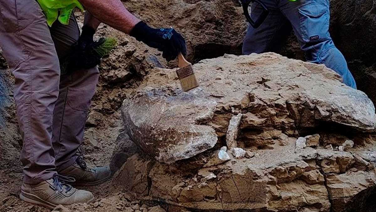 Restos de tortuga fósil de 15 millones de años hallados en Madrid durante excavación