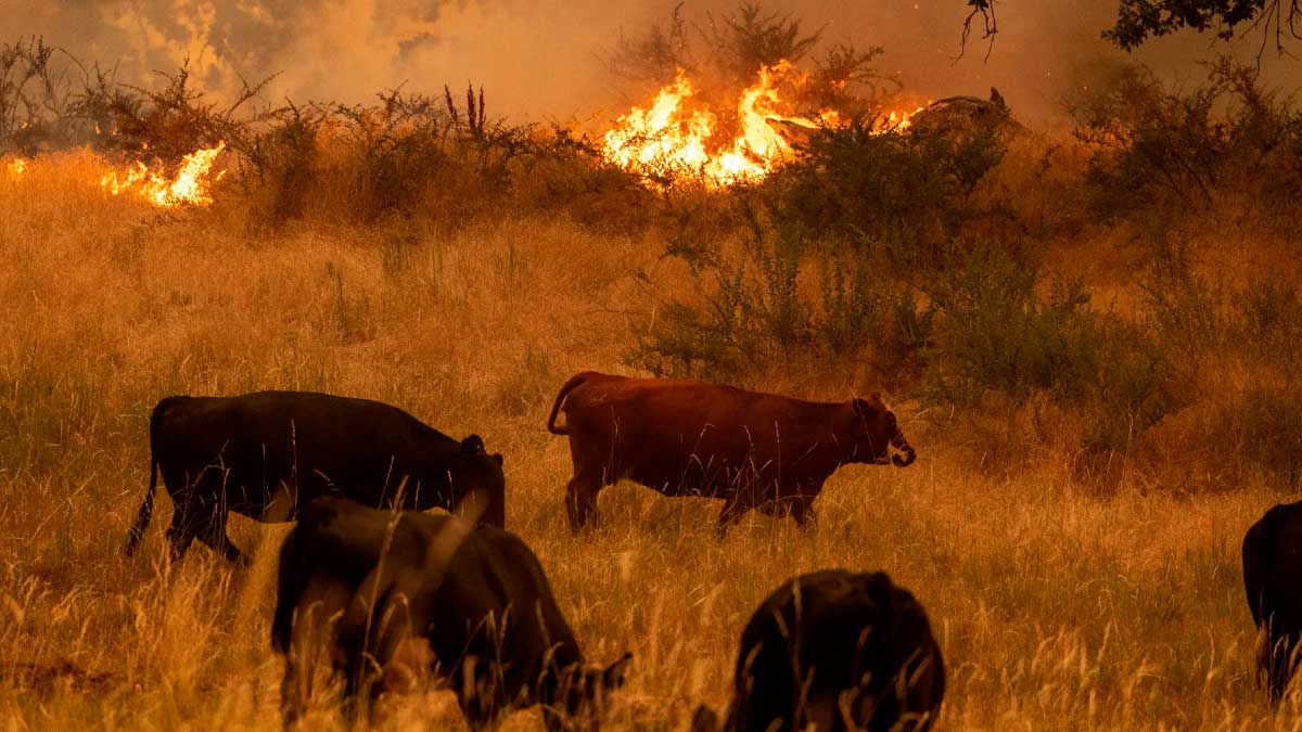 Ganado pastando tras el incendio en la Sierra Oeste, ayudas para agricultores afectados