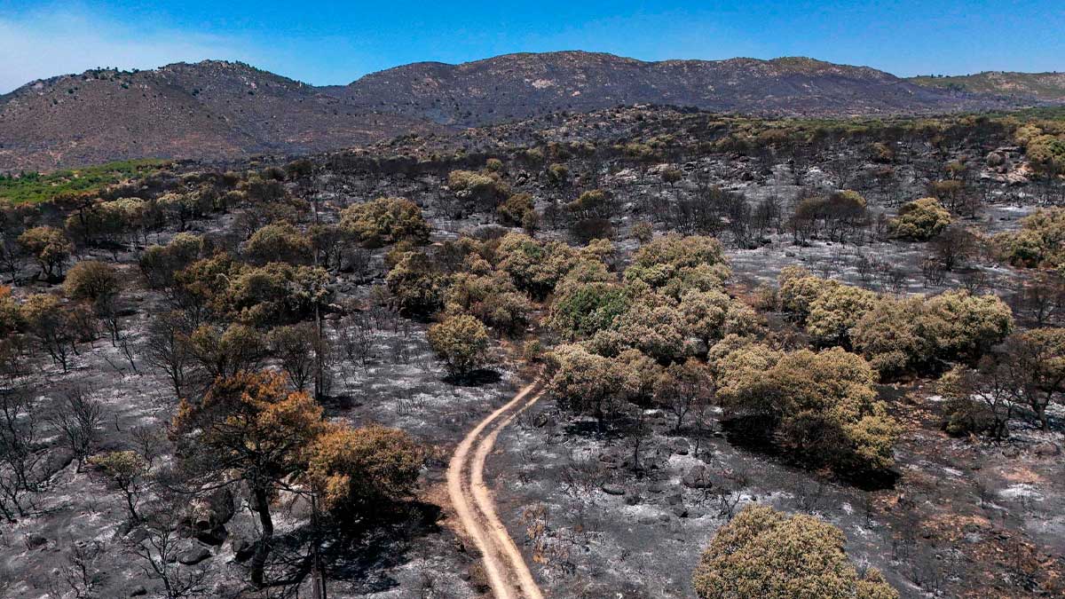 Paisaje quemado en Sierra Oeste tras incendio, caza en cotos restringida en Madrid