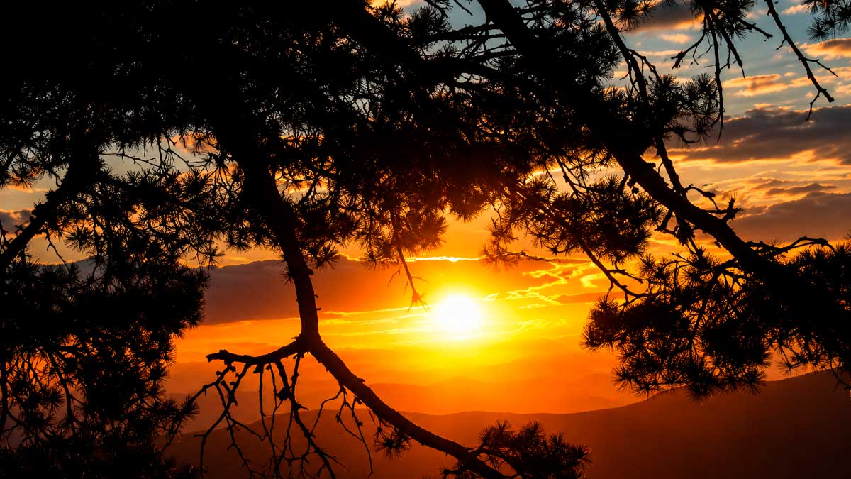 Eclipse solar al atardecer en la Sierra de Guadarrama entre ramas de pino