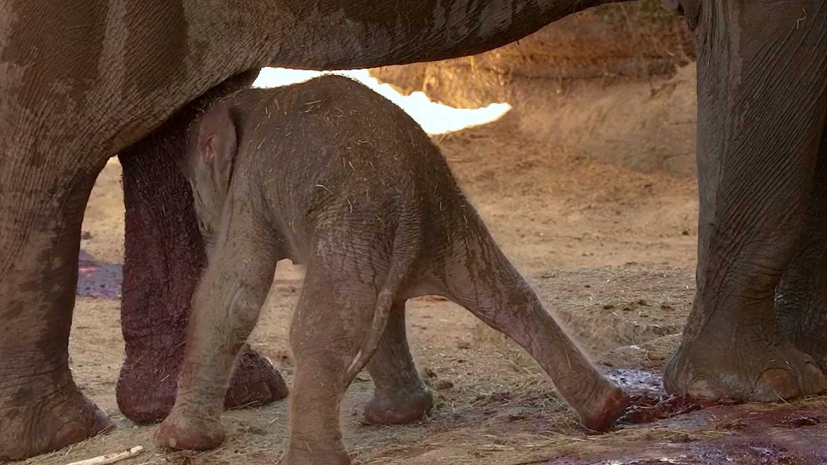 Cría de elefante de Sumatra recién nacida en el Zoo de Madrid junto a su madre