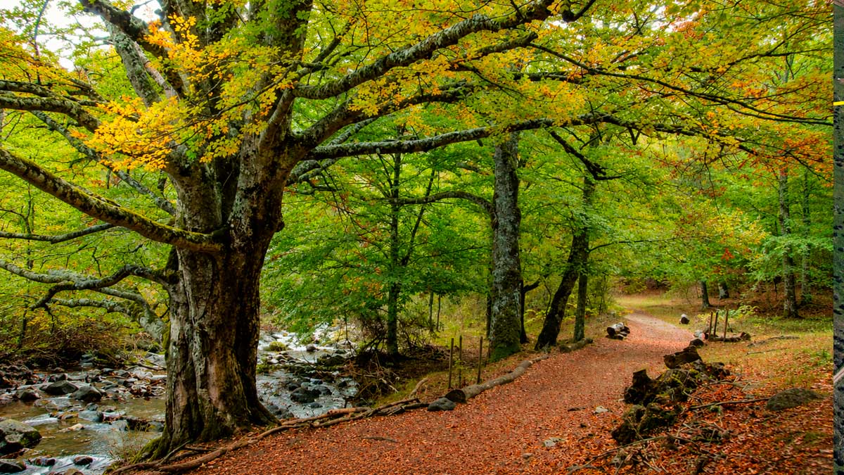 Paisaje natural del Hayedo de Montejo en la Comunidad de Madrid.