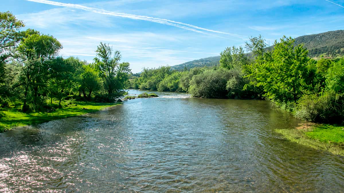 Río madrileño con vegetación de ribera afectado por la expansión de peces invasores.