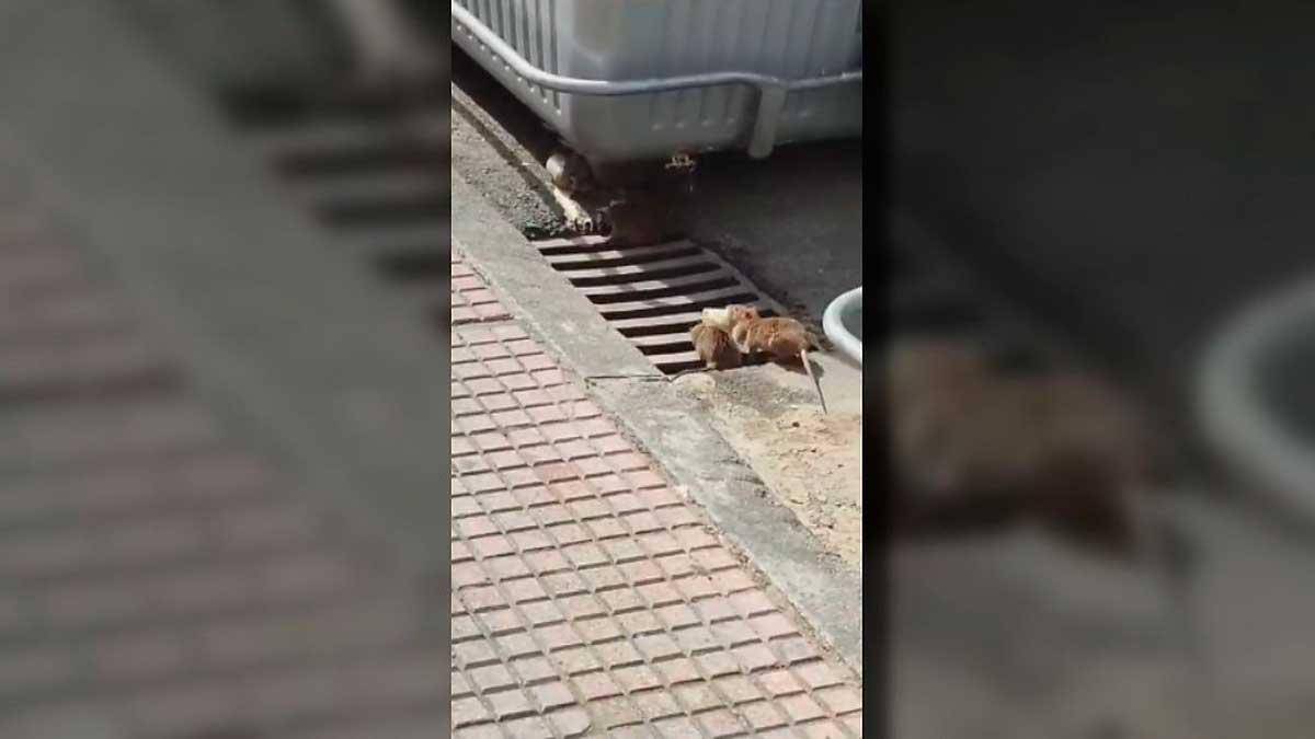 Rata en una zona urbana de Leganés Norte cerca de parques y espacios públicos.