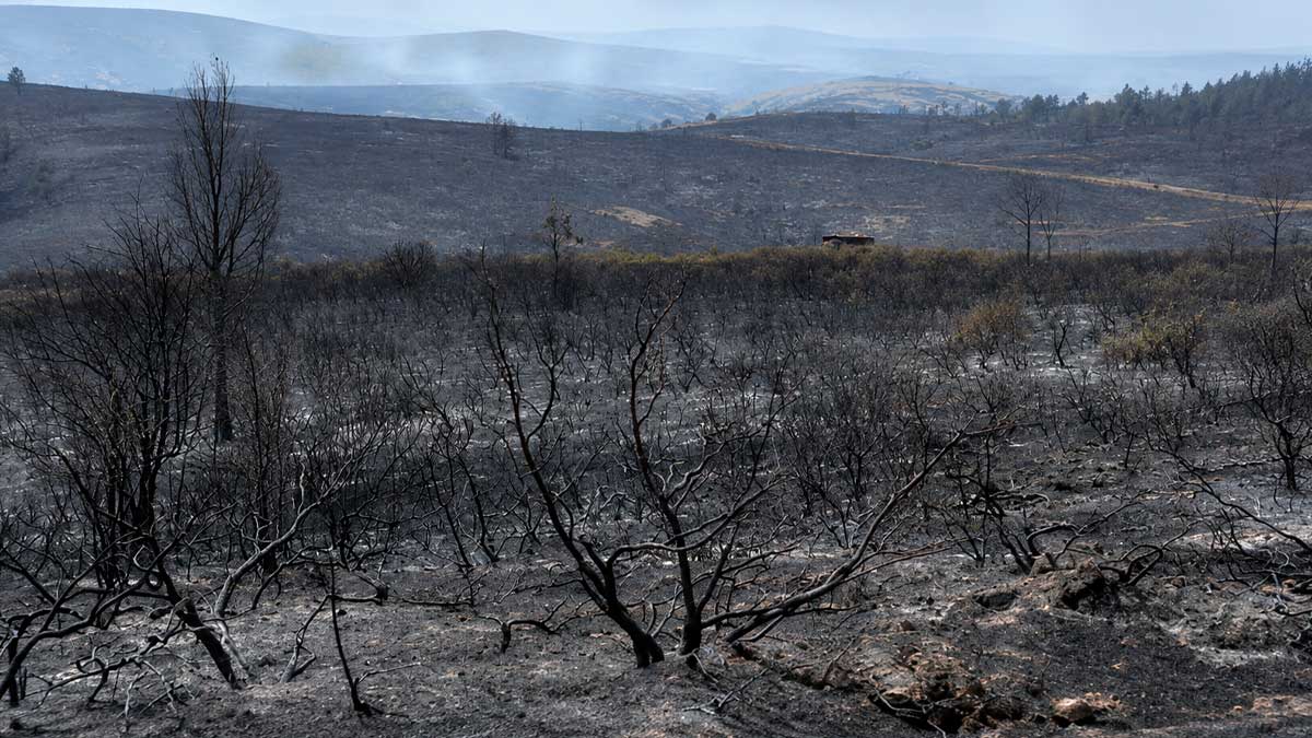 Paisaje tras el incendio histórico en Madrid, zona devastada antes de la reforestación