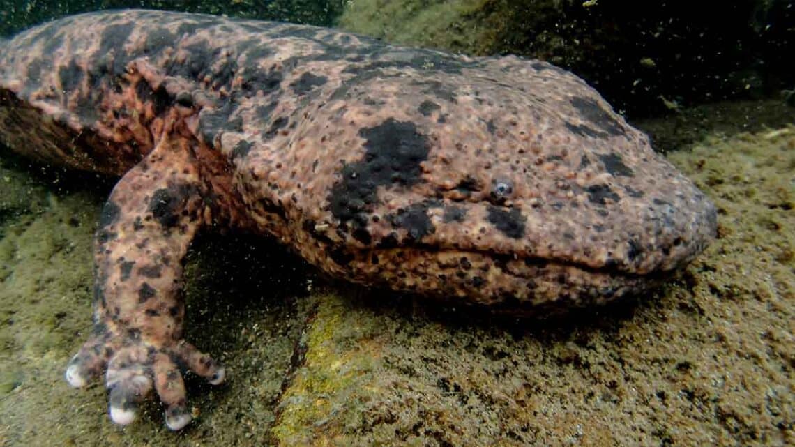 Encuentran en Japón una especie de anfibio de más de 50 kilos y 180 centímetros de largo.