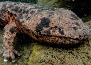 Encuentran en Japón una especie de anfibio de más de 50 kilos y 180 centímetros de largo.