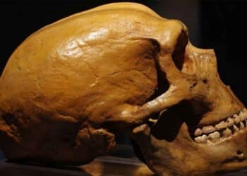 Apareamiento entre especies