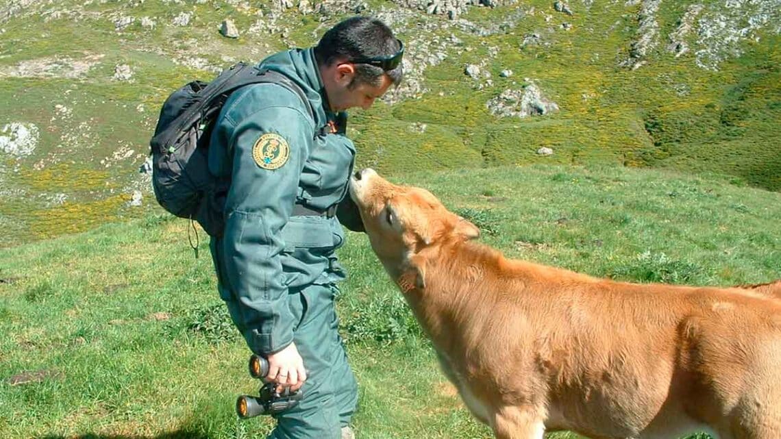 Sentencia judicial vacas famélicas