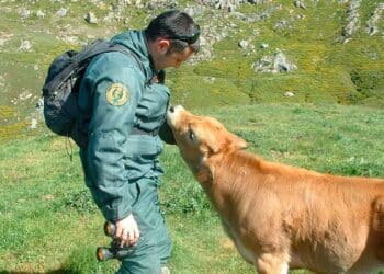 Sentencia judicial vacas famélicas