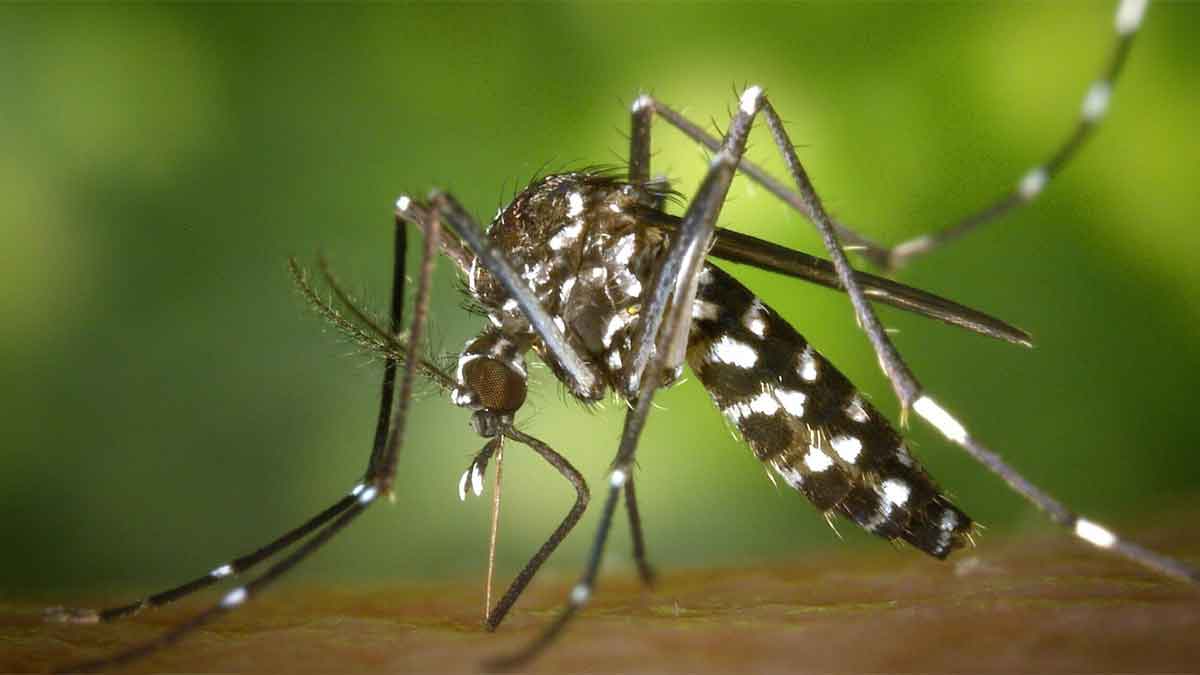 Semen tóxico de mosquito