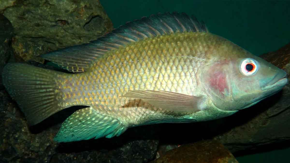 Estudios revelan la importancia de la fiebre