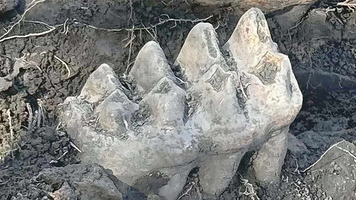 Mandíbula mastodonte