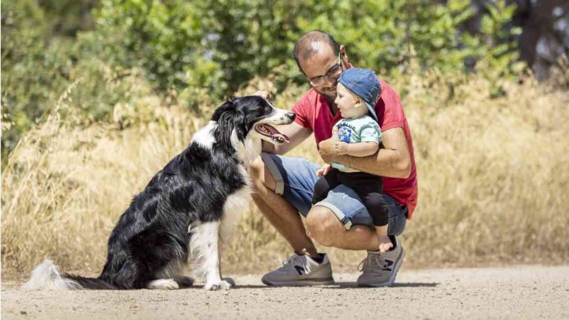 Pensión de mascotas tras divorcio