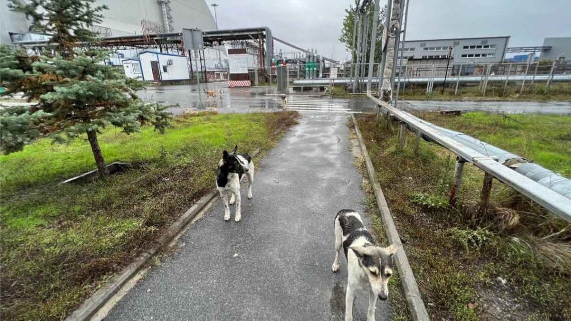 Consecuencias desastre Chernóbil en los perros