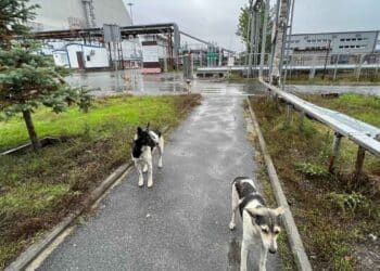 Consecuencias desastre Chernóbil en los perros