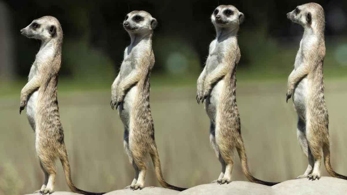 El animal que dominará el mundo