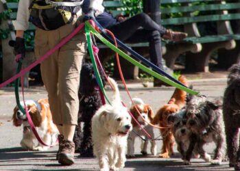 Trabajar como paseador de perros