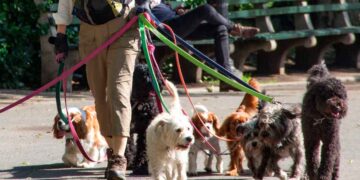 Trabajar como paseador de perros