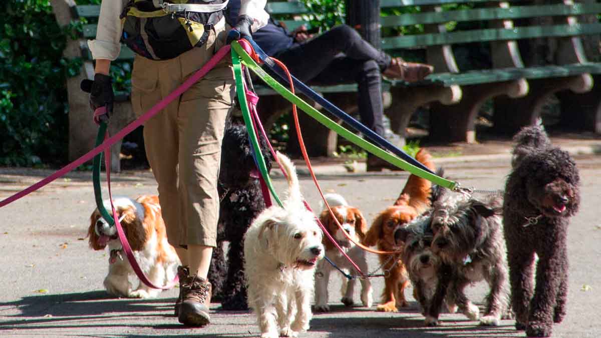 Trabajar como paseador de perros