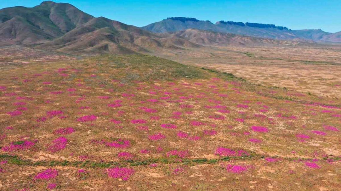 Termitero más antiguo 34000 años vida.