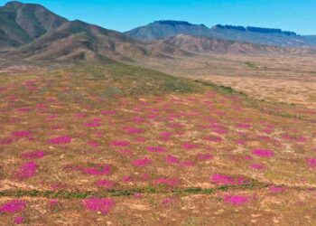 Termitero más antiguo 34000 años vida.