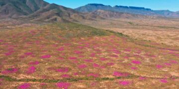 Termitero más antiguo 34000 años vida.