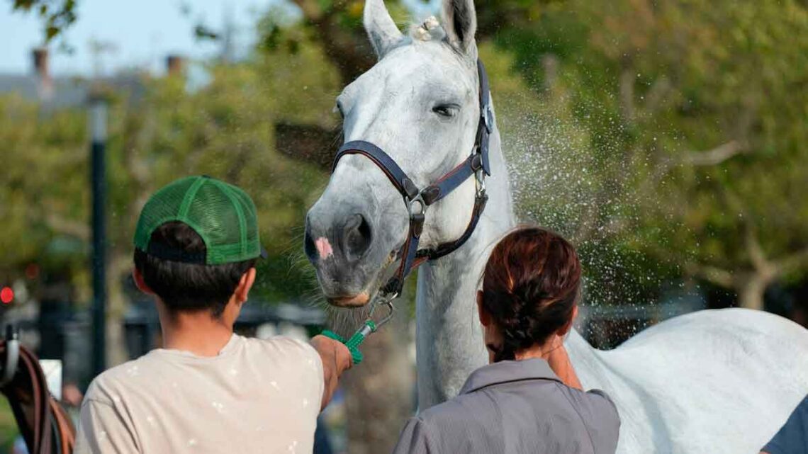 Trabajar cuidado caballos madrid