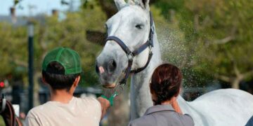 Trabajar cuidado caballos madrid