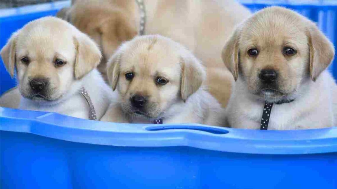 Trámites médicos para tus mascotas