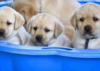 Trámites médicos para tus mascotas