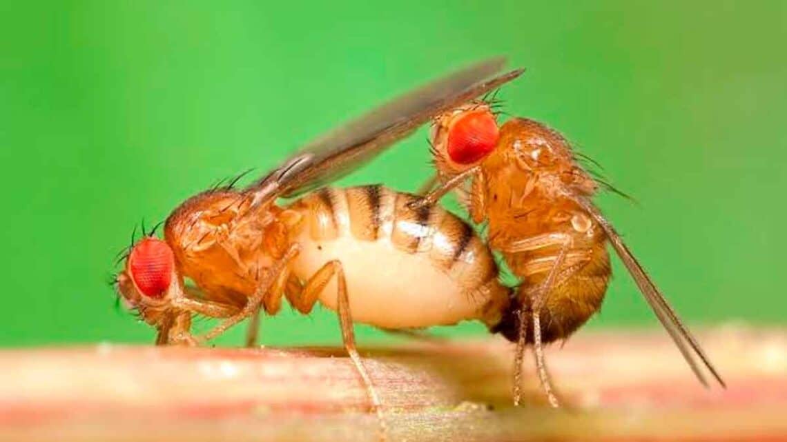 Mosca Drosophila melanogaster alcohol