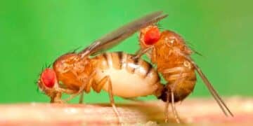 Mosca Drosophila melanogaster alcohol