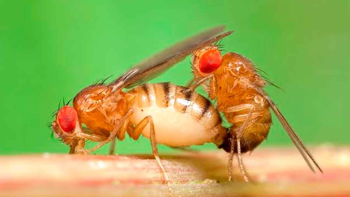 Mosca Drosophila melanogaster alcohol